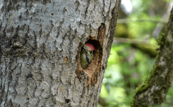 Un pic épeiche juvénile dont on aperçoit tout juste la tête dans le trou de son nid
A juvenile great spotted woodpecker with its head just visible in the hole of its nest.