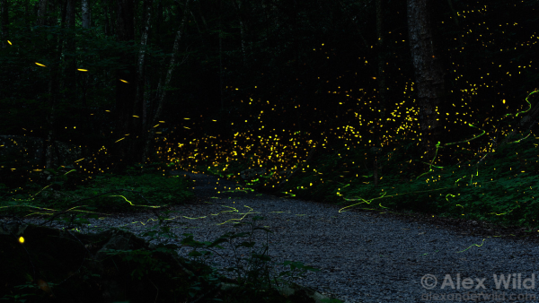 Night landscape photograph showing a flat gravel path through a mature forest, with orange sparkles dotting the top half of the image, and several erratic green light trails underneath them, lower to the ground.