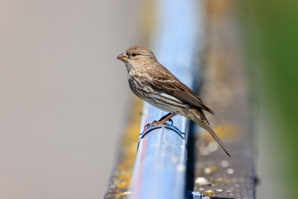 A female house finch perches in profile on a metal roller bar on the side of lichen-covered pier railing.