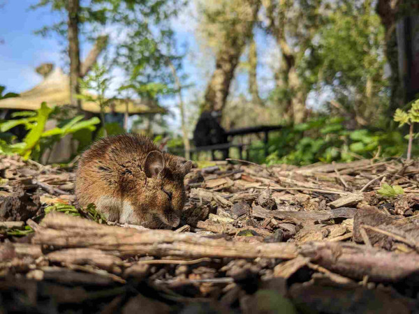 Side view of a small round mouse with cute ears. The sun is shining down on them and they're surrounded by wood chippings. In the background are some trees and, faintly, some tables and chairs of a woodland cafe.