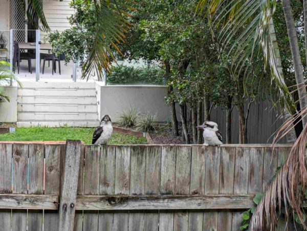 A photo of two kookaburras sitting on a fence. The right one is looking at the left one. The left one is looking at the camera.