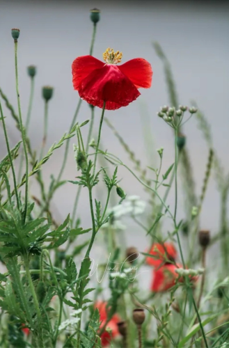 This is a photo of red poppies and green foliage.