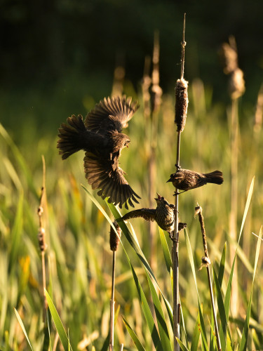 3 red-winged blackbirds, 2 are hanging on a bulrush/cattail, the other is flying to join them with it's wings spread vertically giving it a wonderful profile. photo taken just before sunset.