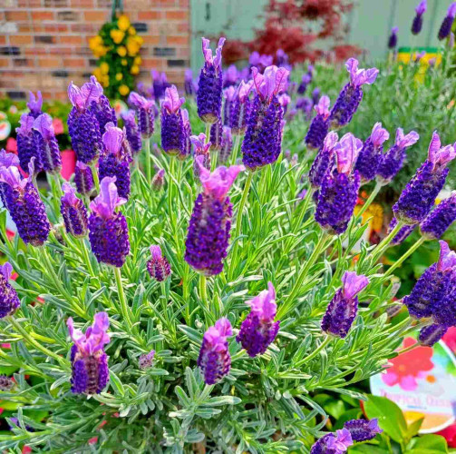 Lavender display at a garden store.