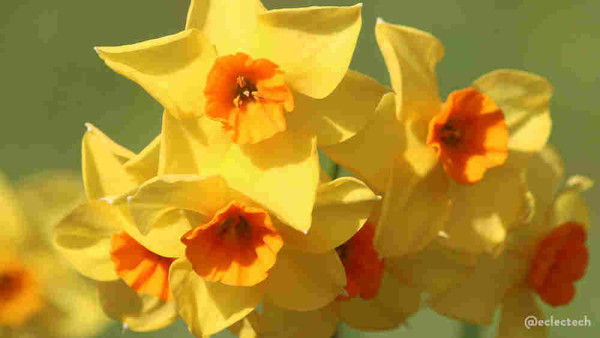 A close up photograph of bright yellow multi-headed daffodils with orange trumpets against a blurred green backdrop.