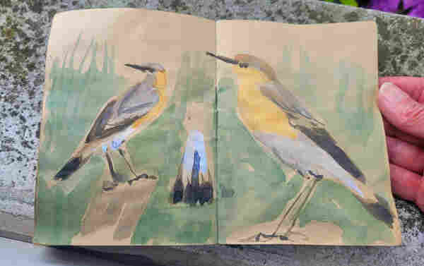 Aquarellskizze im kleinen Skizzenbuch auf gelblichem Papier über 2 Seiten: 2 x derselbe Vogel, ein Steinschmätzer, der auf einem Weidepfahl sitzt. Rechts von der Seite,  links von hinten gesehen.  In der Mitte eine Detailstudie vom leicht aufgefächerten Schwanz mit dem typischen umgekehrten T-Muster  in schwarz. 