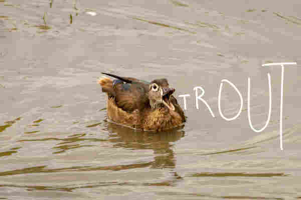 a wood duck sitting in some water with its beak wide open in a little yell and next to it i have written "TROUT" in white lettering that increases size with each letter towards the edge of the frame