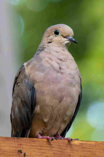 a vertical portrait of a nice brown mourning dove. their eye ring is a brilliant blue surrounding a glossy black eye. they have many fluffy layers of brown feathers and bright pink feet. they are perched on the edge of a wooden bird feeder looking inquisitively at the viewer