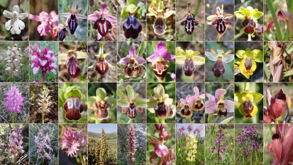 Collage of some Cretan orchids.