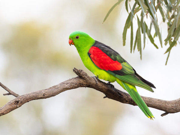 Electric green parrot with black back and bright red wing patches, on a stick 