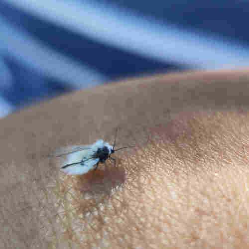 A small insect on medium dark skin. In the background you can see a striped marine and white T-shirt.
The insect has a dark cuticle almost entirely covered in thick white fluffiness. It has cute little wings.
It's an aphid, but with the fluff it's hard to recognize it as such.