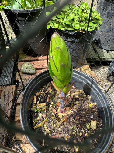 The taller lily covered in a wire cloche to keep the squirrels out. The top is still green and the stem is still purple. The green bits may be opening close to the stem but still mysterious. 