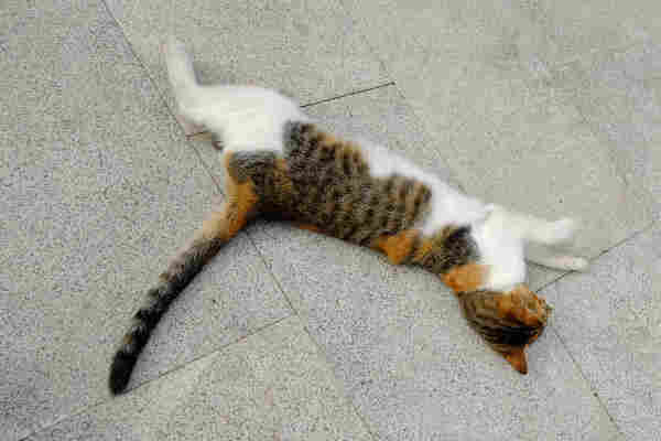 A calico cat, rolling around of a paved floor.