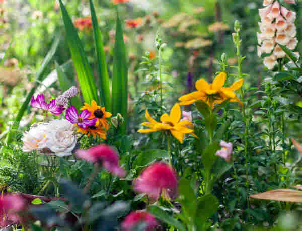 A shallow focus horizonal garden scene at close to ground-level, full of lush greens, pinks, yellows, and peachy creams. 
On the left side of the image two pale pinky cream roses sit in a jar of water on the inside edge of a terracotta pot, just visible through foreground foliage. Streaky fuchsia and while cosmos and deep yellow rudbeckia spill out to the right of the roses, with a spray of sharp leaved gladiolus shoots directly behind the jar arrangement. In the foreground deep pink cupcake shaped coneflowers create four blurs in the lower left of the image. Right of center, two large yellow rudbeckia lead the eye to the far right of the frame, to a tall spike of pale peachy pink foxglove. In the upper background various daubs of apricot colors from Summer Berries yarrow and reddish orange gaillardia finish out a colorful vignette.