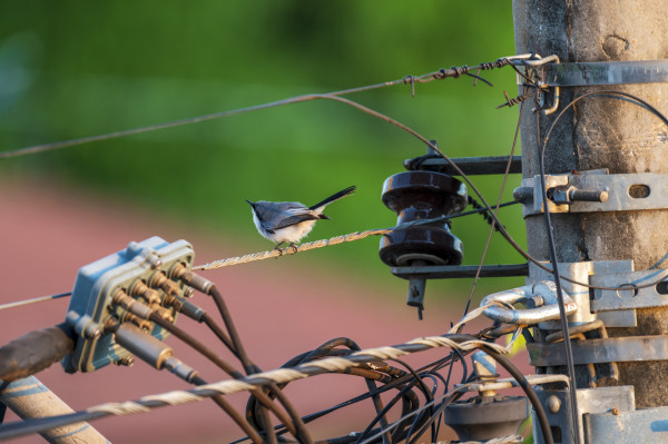 A tiny white-bellied, grey backed, black winged and black masked songbird perched on a utility wire, with its tail upwards. It is really tiny, especially compared to all the utility apparatuses around it