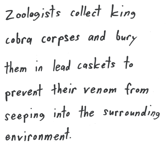 Zoologists collect king cobra corpses and bury them in lead caskets to prevent their venom from seeping into the surrounding environment.