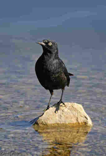 black bird with yellow eye, standing on a white rock in a shallow pond