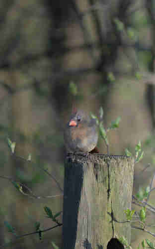 A female northern cardinal sits on an old fence post. It's a small, mostly grey bird with a hint of red on its chest and a red crest on its head. Its beek is short, pointy, and pink. The sun is shining from off-camera to the right and is very low in the sky. Out-of-focus shrubbery populate the background, giving the shadows a softer look.