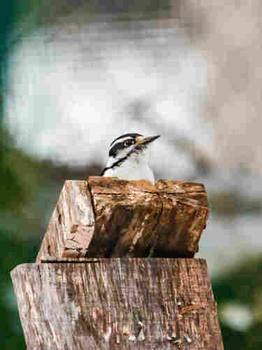 A woodpecker peaks out from behind a piece of wood.