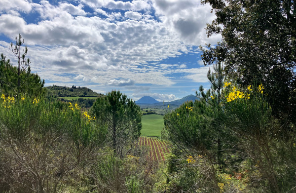 Photo of a view over Aude landscape. Yellow-flowered broom shrubs in the foreground with trees in front and either side. Through a gap in the foliage is a glimpse of valley below and the orderly rows of vines growing in red soil. Green fields of a crop then scrubby garrigue beyond. Conical shaped hills rise up in the distance under a blue sky with high white cloud.