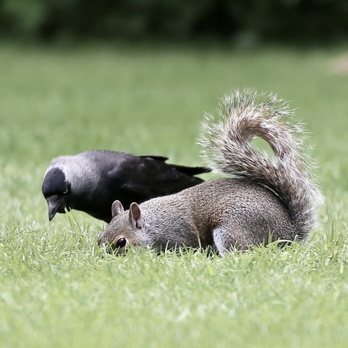These are photos of a strange relationship between a Jackdaw and a Squirrel since approximately 12 days
There are more Jackdaws and Squirrels around, but for some reasons, these two find each other regularly and look for seeds very close to each other. 
No hostility at all.
Nature is amazing! 