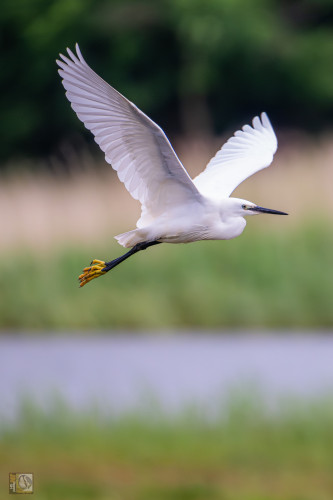 a large white heron with yellow feet in flight