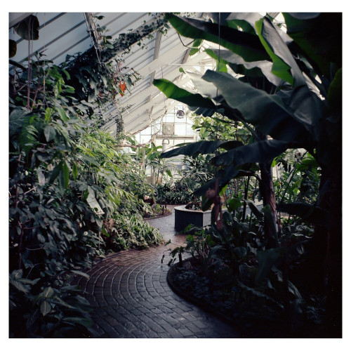 a photo of the inside of a large, white-beamed greenhouse building filled with tropical plants. a red brick path winds its way between the plants