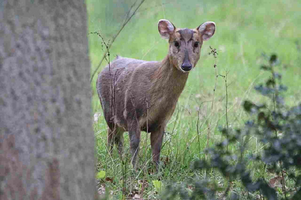 Muntjac peering out from behind a tree 