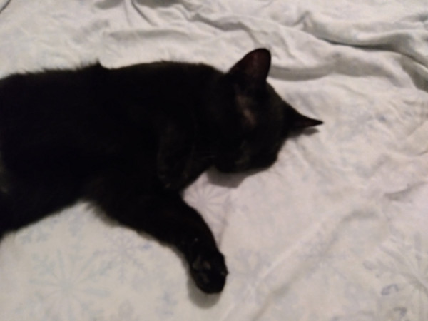 A black cat sleeping on a white blanket.