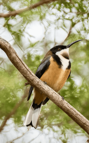 Eastern spine bill (male). As nectar-feeders, Eastern Spinebills are important in the pollinators of flowering plants. This free service is essential for the reproduction and genetic diversity of many plant species.