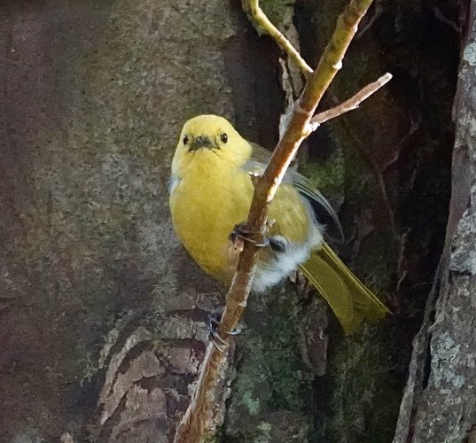 Mohua perched on branch