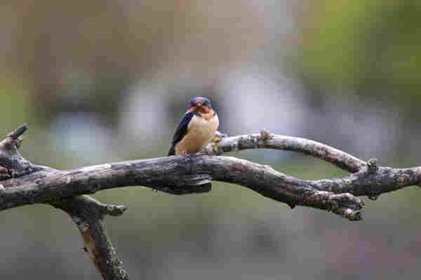 A barn swallow sitting on a gnarled snag-branch. Its face is turned towards us, appearing to look at us with its partly forward-turned eyes. Its long thin claws hold it on this ample perch with a quite relaxed grip. With its wide, foreshortened face — gleaming globular eyes in upswept almost quizzical orbits, tiny wide beak, and plumage that extends the line of that poutily downturned mouth — it looks indignant! Especially with its puffy fluff-feathered chest and the shoulders of its agile wings shrugged up almost onto that cartoon face: just a completely scrumptious creature affronted by our crooning adoration. “How dare you call me CUTE?”