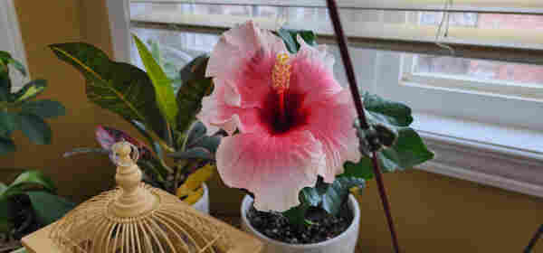 Small indoor hibiscus in bloom, light pink on the edges becoming red in the center, with a yellow stigma. The bloom seems wildly out of proportion since the plant is maybe 25cm high.