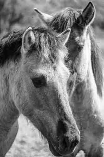 Portrait of two horse faces. One gets the impression that one of them is whispering something into the ear of the other.