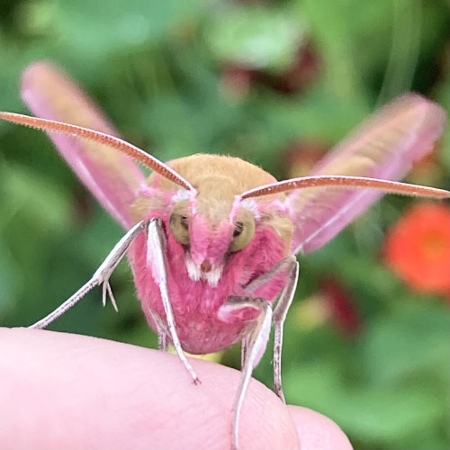 Head on shot of large moth on a finger. It has an olive green head. It has close set green eyes with a black pupil either side of a pink set of palps that hang down like a long nose. Has the appearance of being slightly cross-eyed. It has a fuchsia pink, chunky body and two thick combed antennae. Its wing are fuzzy in the background as it prepares to take-off.