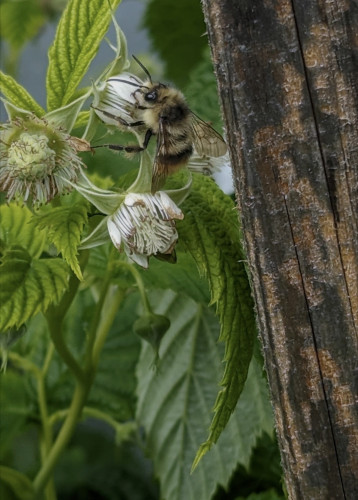Photo of a fuzzy bumblebee feeding on a raspberry blossom, with green leaves around it.