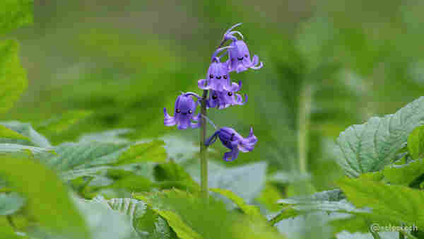 A photo of a blue bell plant with five purple flowers, petals curling up at the bottom. The flower grows in the middle of a sea of green leaves, many soft focus. Each flower has a cute happy face drawn on. With the way each petal curls up they made me think about how a kid (or, indeed, an adult like me) would draw an octopus.