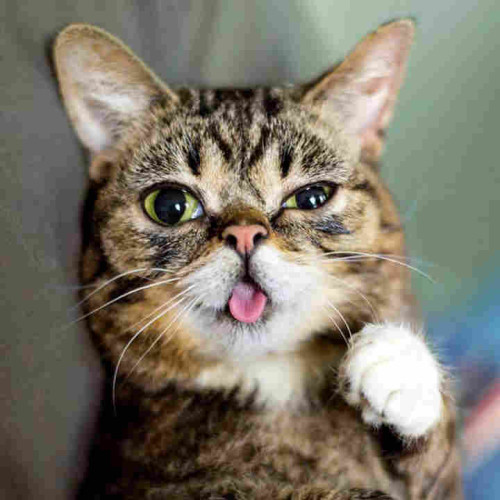 Lil Bub, the cutest cat who also had dwarfism and a rare bone disorder.