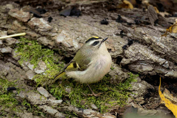 a golden crowned kinglet standing plumply on a bit of moss on a log. they are looking slightly upwards as if possibly lost in thought. they have a black and yellow patch of feathers on their head as well as yellow and black feathers on their wing and a light white belly that is very round and fluffy