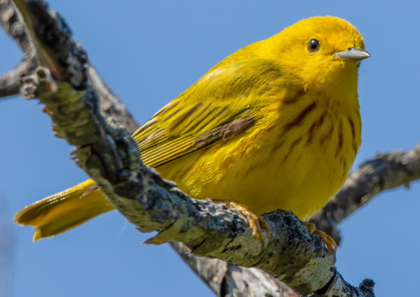 An entirely unserious yellow warbler. It looks like a peep came to life then got extra-fluffy. It perches on a branch against a blue sky, and judges.