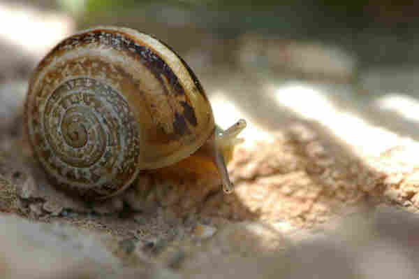 Image a snail.
The shell is light brown with dark brown and whitish stripes.

The snail is still mostly in its shell. Only the eye stalks are out and seem to be directed to the camera. The overall impression is of snail shyly looking at you.