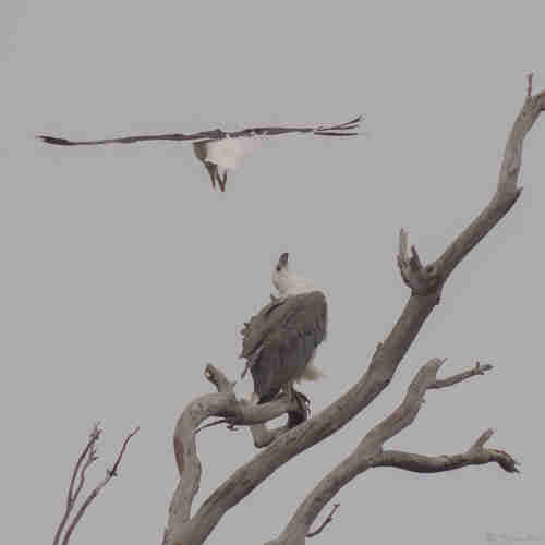 A seagull swooping down on a Sea Eagle sitting on a dead tree branch. The gull is gliding away from the camera, wings flat, feet dangling and beak pointing downwards.  The eagle is facing away to the right, and has turned it's head vertically to observe the gull just 30cm/1 foot above and left of it, but making no attempt to move.  It's feathers ruffle in the wind.  The clouded sky background is grey and featureless.