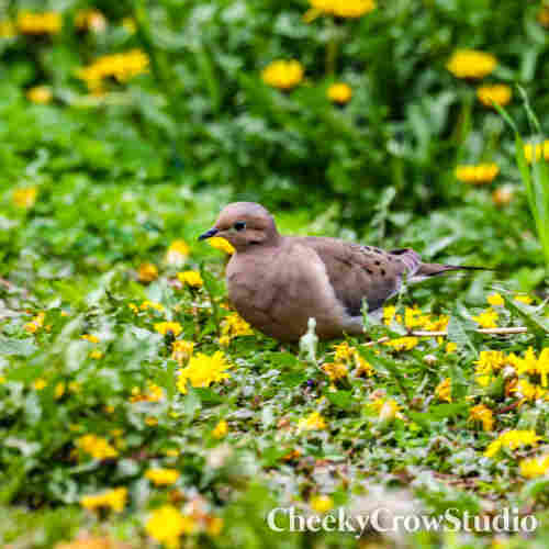 A morning dove sits in a patch of dandelions and grass.