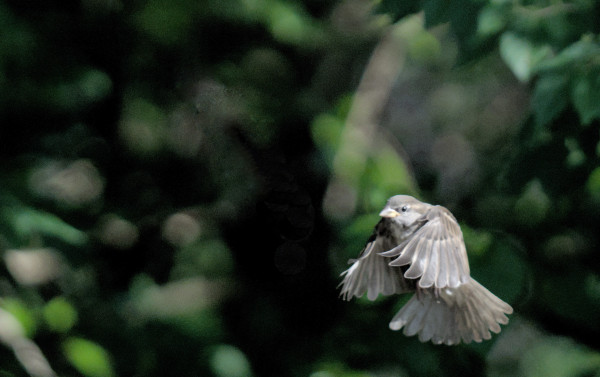 A photo of a house sparrow flying towards a bird feeder, which is not seen in the image. The bird is small and a light grey-brown with a yellowish beak. Its wings are at the bottom extension of a flap as it breaks into its landing. The background is deeply out of focus and very dark bushy colors like green and brown.