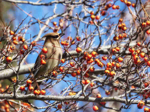 Photo of two vertical limbs of a hawthorn tree absolutely massed with stems and tiny, bright, red-orange berries. Sitting in diminutive regality in right-facing profile on a climbing stem just left of center is a cedar waxwing. This beautiful little creature with eir pale yellow breast, smooth, almost creamy brown wings and face, and mischievous black bandit mask across the eyes, is staring up with patient anticipation of all the berries e's about to happily gulp down. The crest on eir head is combed smoothly back, like a tiny bicycle-racing helmet, and the flat paintbrush of eir tail, in quiet shadow below a crossing limb, is tipped with yellow. In the background, the sky is bright and blue. 