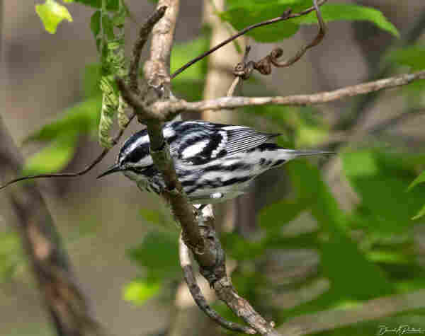 Streaky black-and-white bird with small pointed beak, perched in a leafy shrub