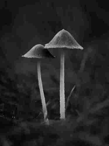 Black and white close up of two harefoot mushrooms. The mushrooms are standing in the grass of a meadow. They are positioned in the center of the image, the left mushroom is slightly smaller. Around the mushrooms are mostly out of focus gras blades.