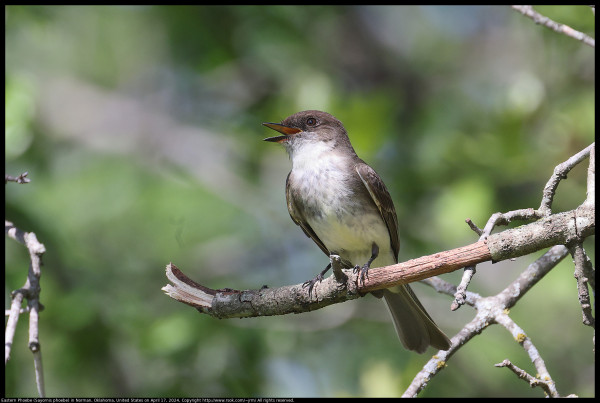 An Eastern Phoebe (Sayornis phoebe) was standing on a dead oak twig and shouting their name very loudly in Norman, Oklahoma, United States on April 17, 2024.