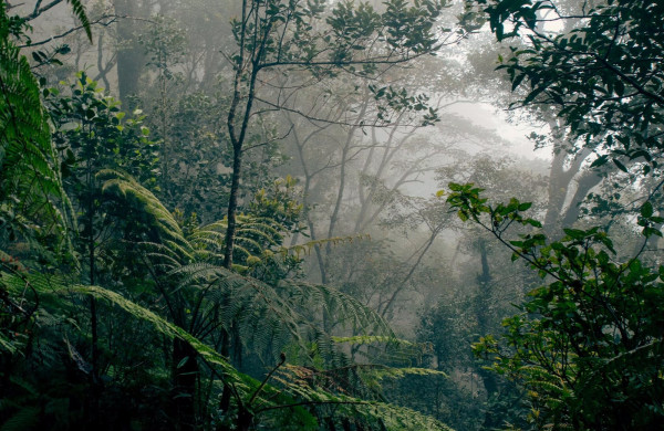 A thick green jungle in Borneo, with ferns, trees, and misty air.