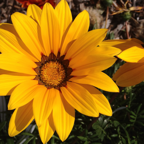 Closeup iPhone photo of a beautiful yellow daisy with a brown & yellow center in the bright sun, surrounded by brown & green leaves & weeds